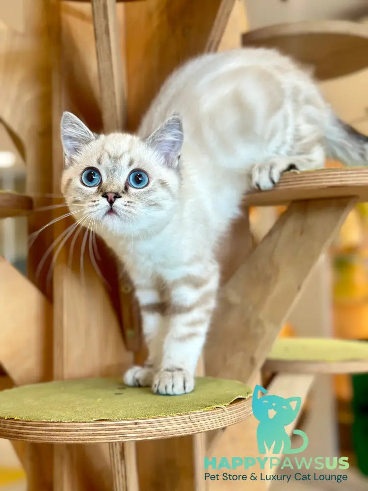 Navarro British Shorthair male black tabby pointed - live animals