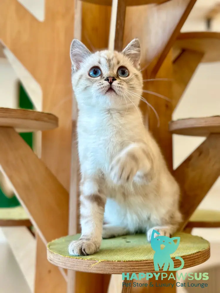 Navarro British Shorthair male black tabby pointed - live animals