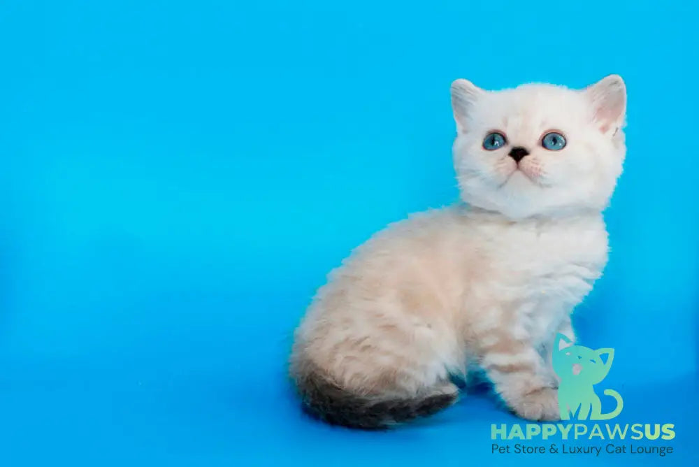 Navarro British Shorthair male black tabby pointed - live animals