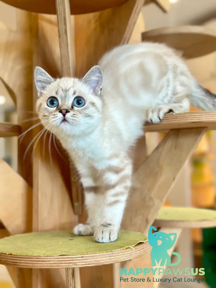 Navarro British Shorthair male black tabby pointed - live animals