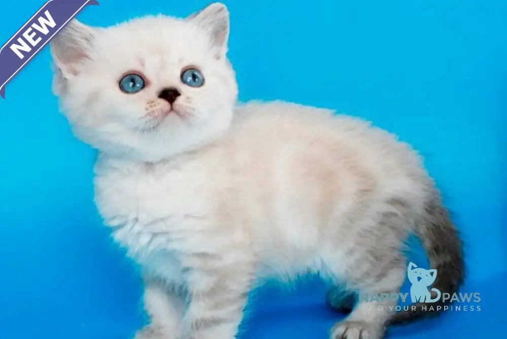 Navarro British Shorthair male black tabby pointed - live animals