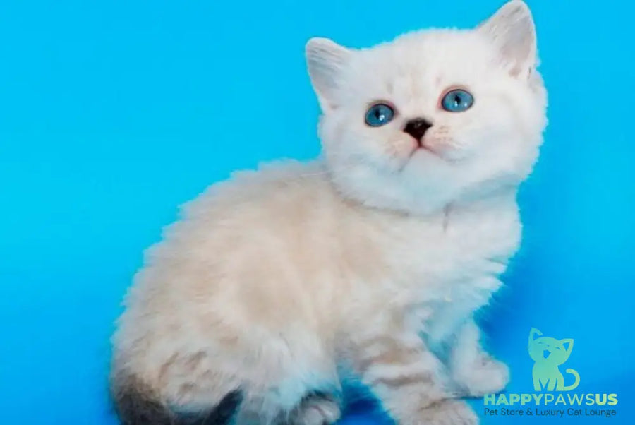 Navarro British Shorthair male black tabby pointed - live animals