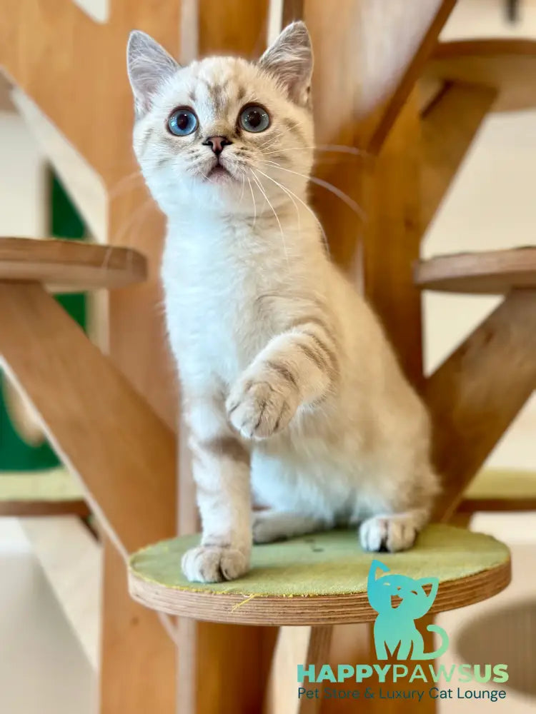 Navarro British Shorthair male black tabby pointed - live animals