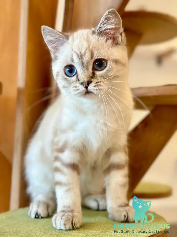 Navarro British Shorthair male black tabby pointed - live animals