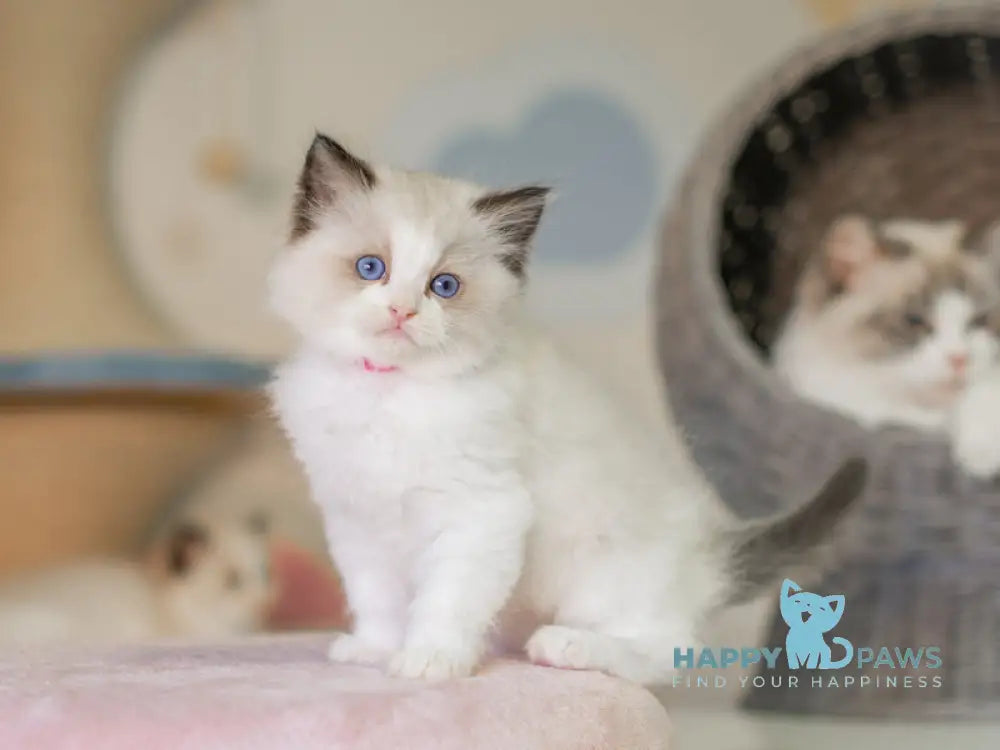 Naya Ragdoll female seal bicolour live animals