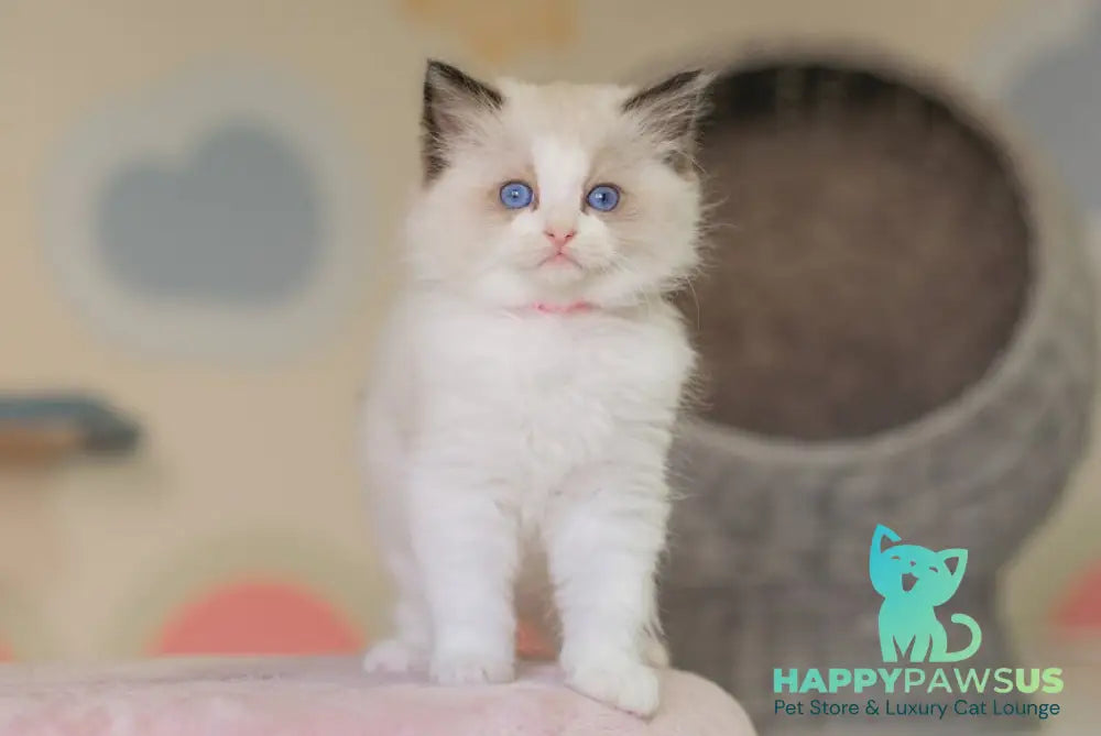 Naya Ragdoll female seal bicolour live animals