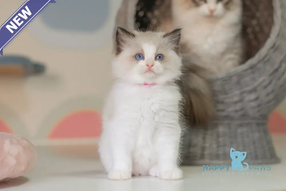 Naya Ragdoll female seal bicolour live animals