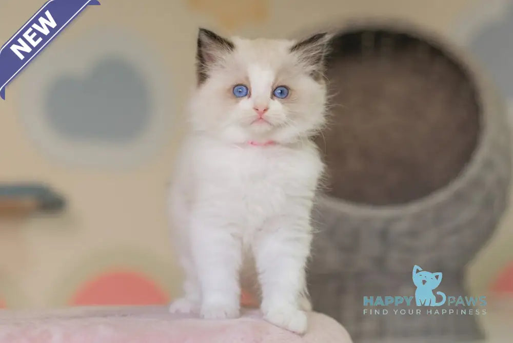 Naya Ragdoll female seal bicolour live animals