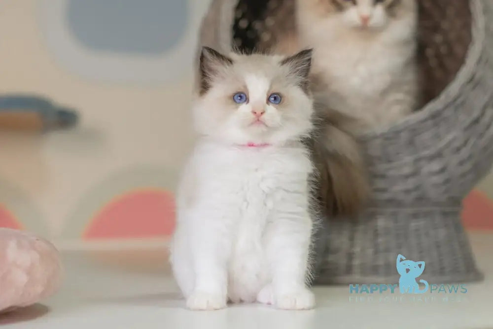 Naya Ragdoll female seal bicolour live animals
