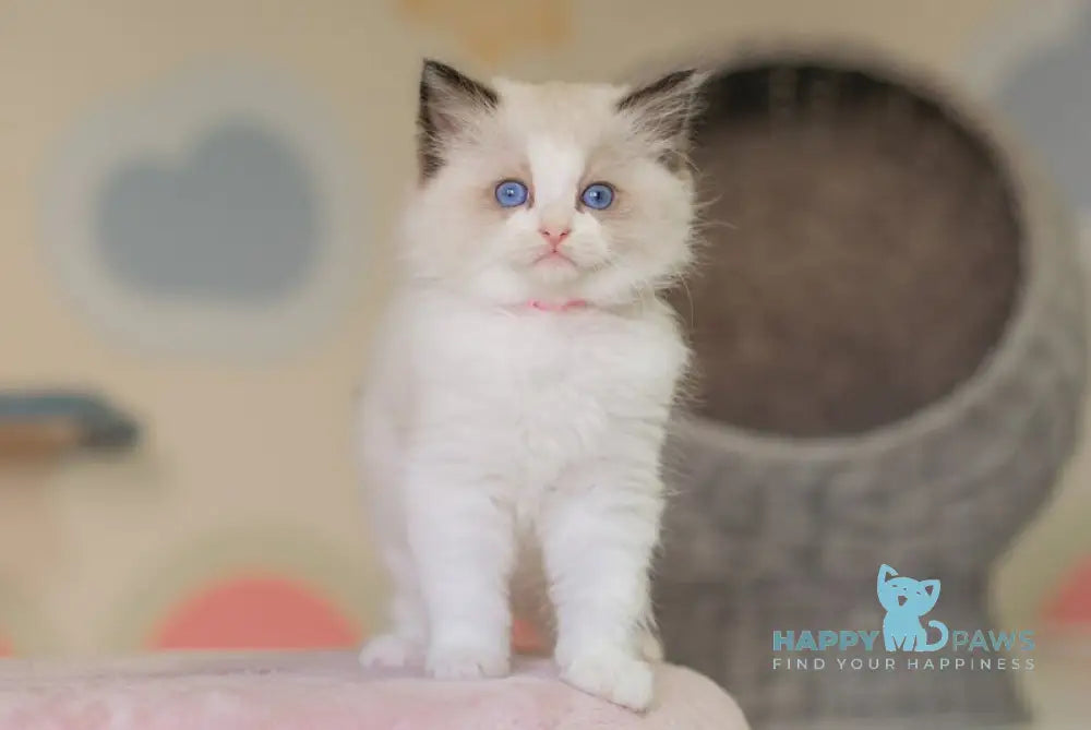 Naya Ragdoll female seal bicolour live animals