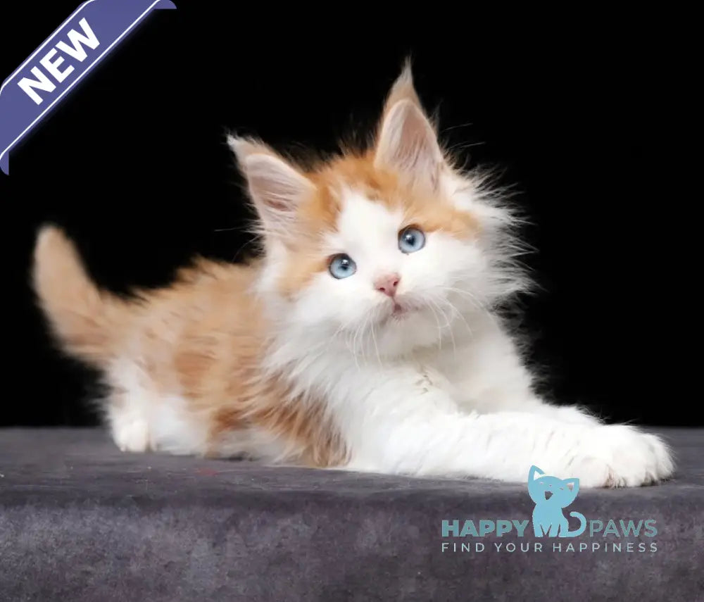 Nayel Maine Coon male red tabby bicolour live animals