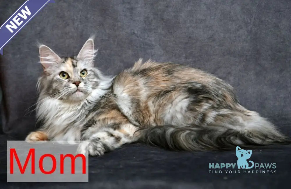 Nayel Maine Coon male red tabby bicolour live animals