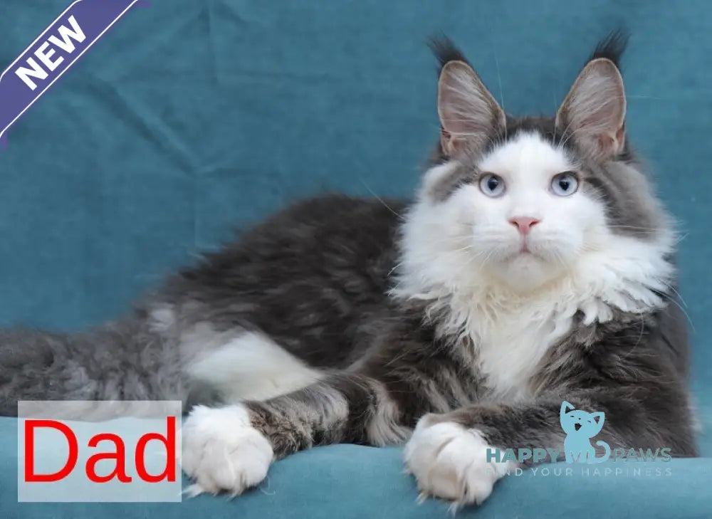 Nayel Maine Coon male red tabby bicolour live animals