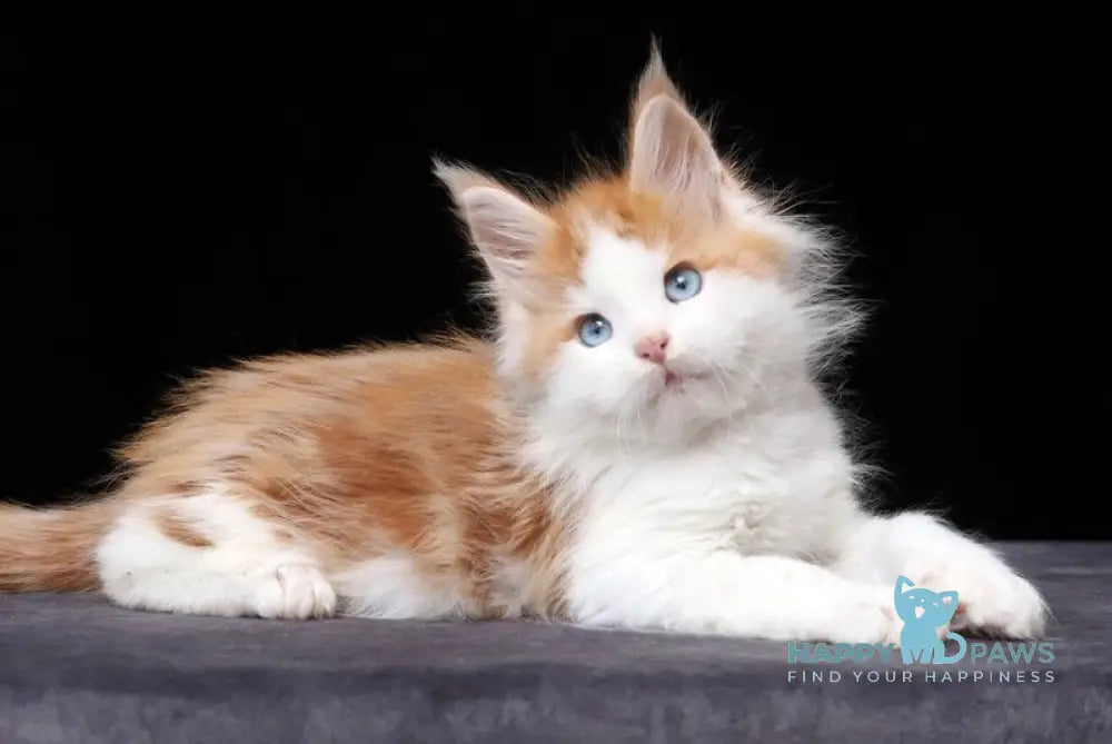 Nayel Maine Coon male red tabby bicolour live animals