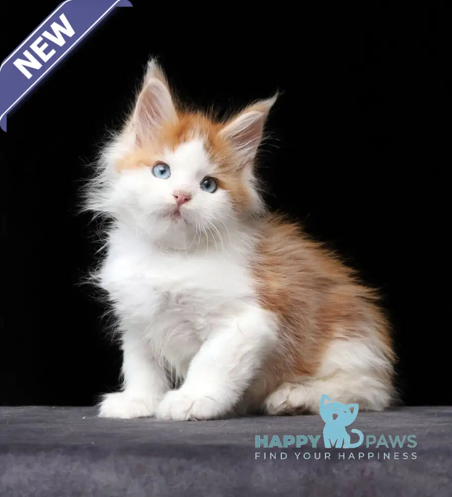 Nayel Maine Coon male red tabby bicolour live animals