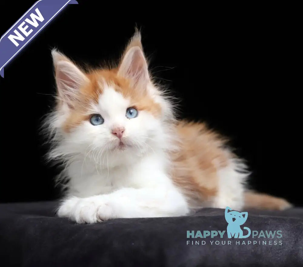Nayel Maine Coon male red tabby bicolour live animals
