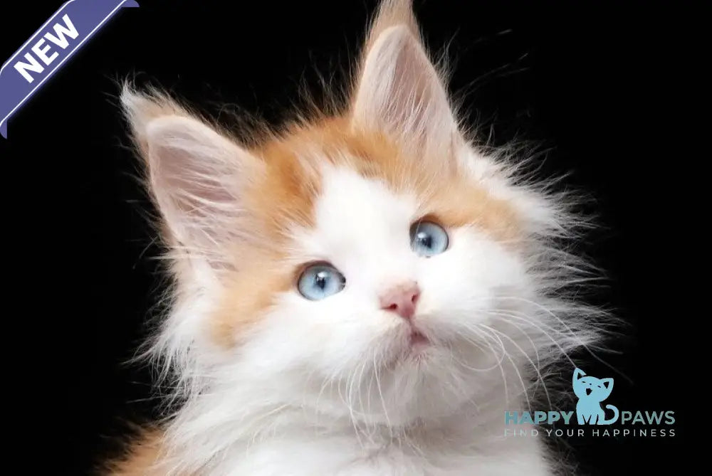 Nayel Maine Coon male red tabby bicolour live animals