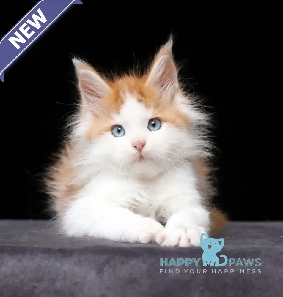 Nayel Maine Coon male red tabby bicolour live animals