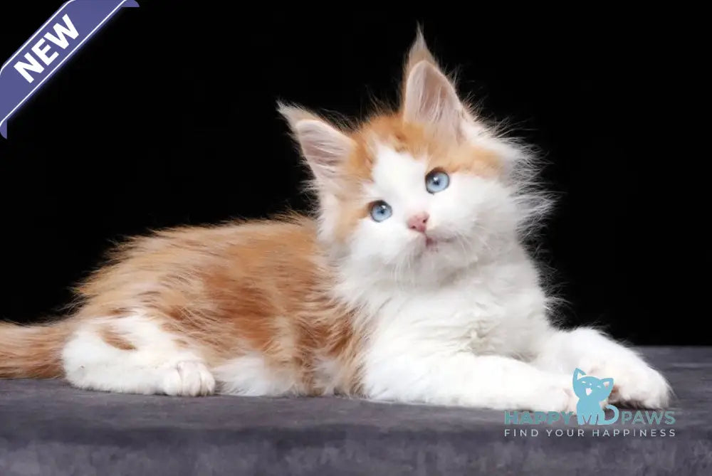 Nayel Maine Coon male red tabby bicolour live animals
