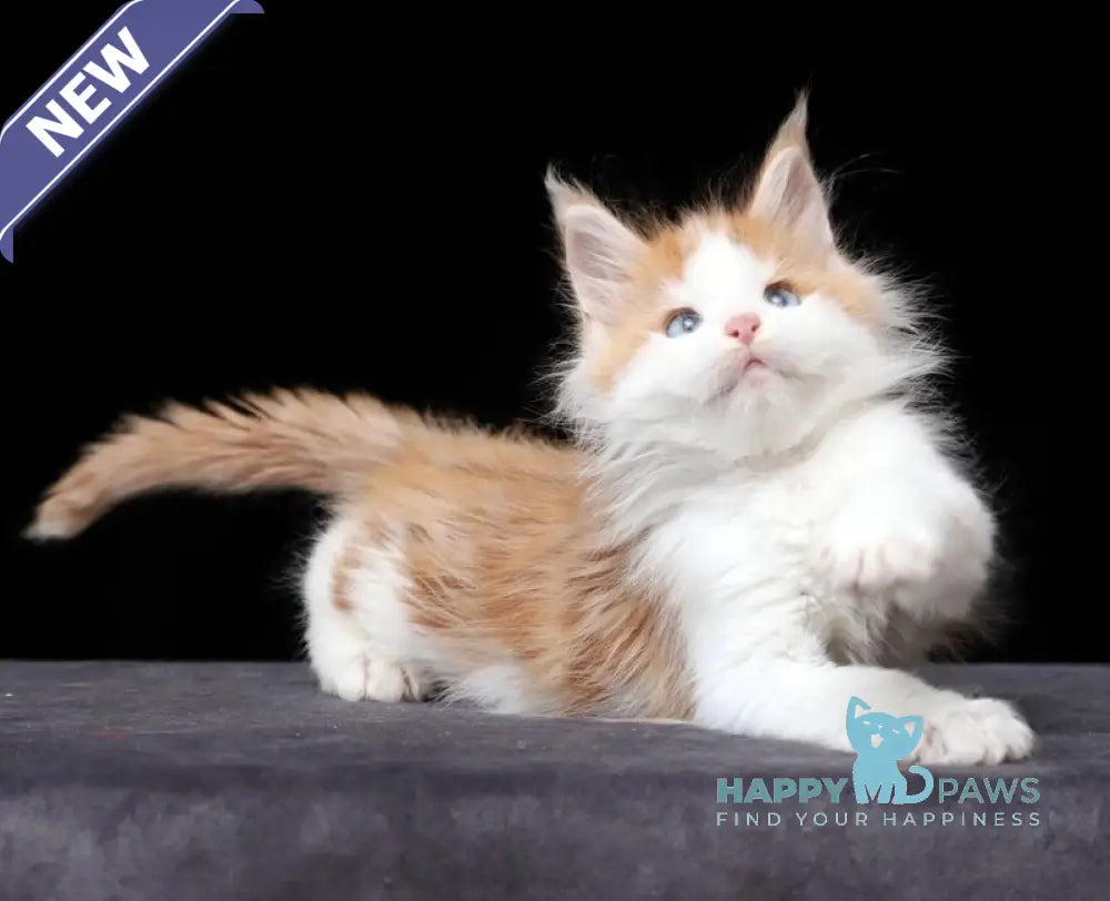 Nayel Maine Coon male red tabby bicolour live animals