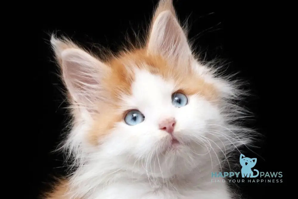 Nayel Maine Coon male red tabby bicolour live animals