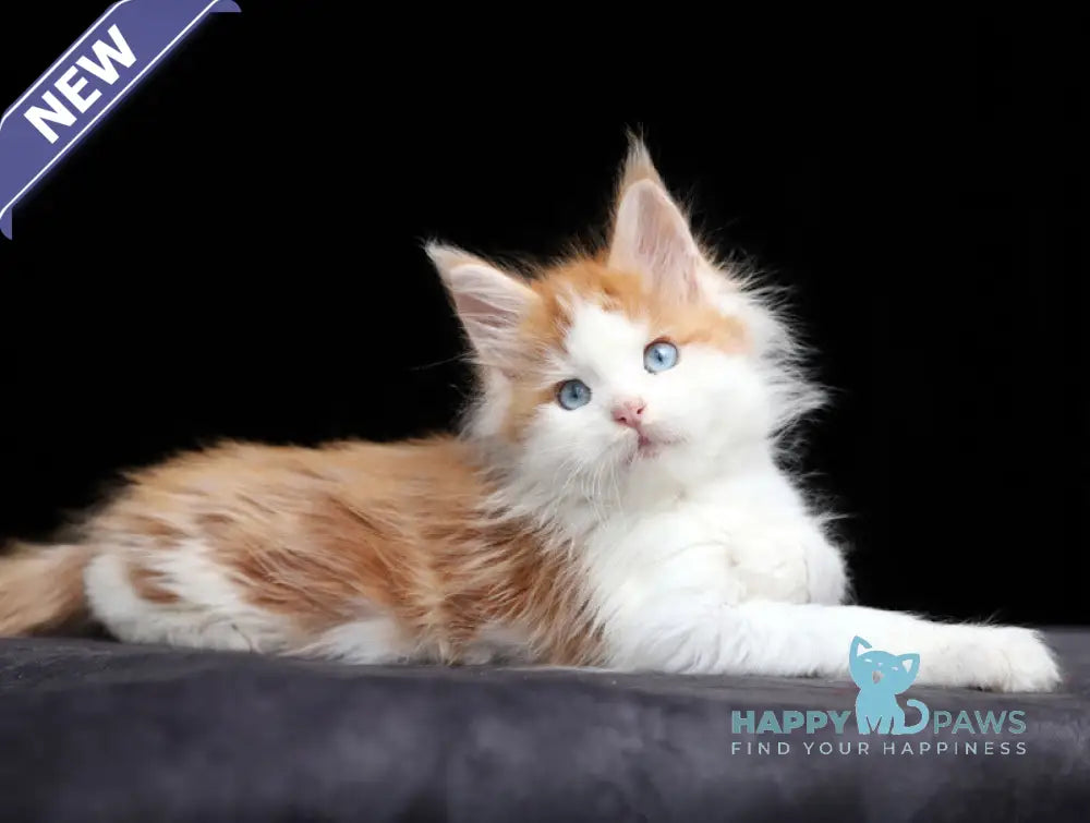 Nayel Maine Coon male red tabby bicolour live animals
