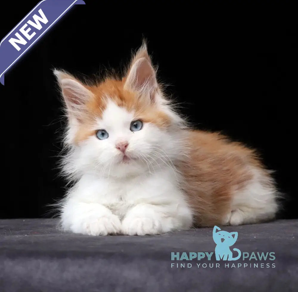 Nayel Maine Coon male red tabby bicolour live animals