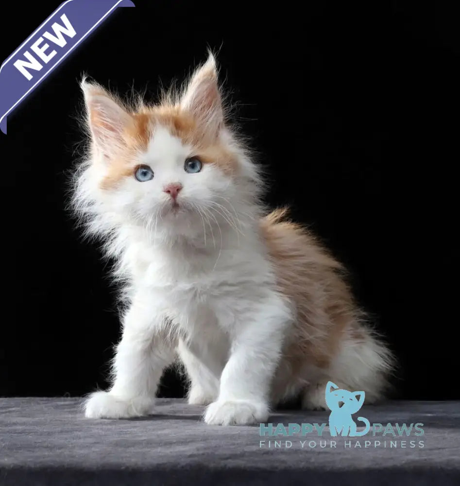 Nayel Maine Coon male red tabby bicolour live animals