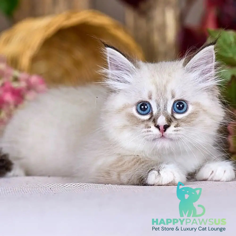 Nayel Siberian male black bicolour tabby pointed - live animals