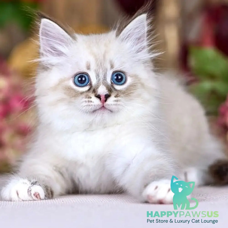 Nayel Siberian male black bicolour tabby pointed - live animals