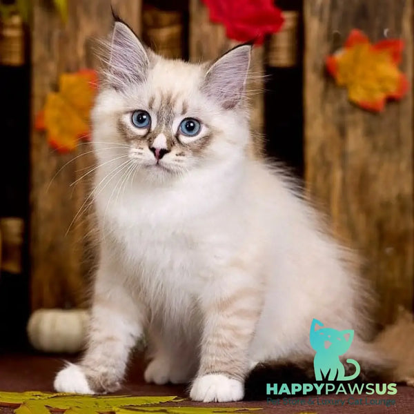 Nayel Siberian male black bicolour tabby pointed - live animals
