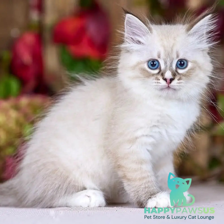 Nayel Siberian male black bicolour tabby pointed - live animals