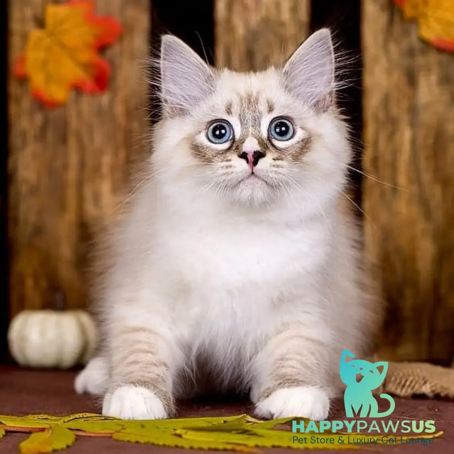 Nayel Siberian male black bicolour tabby pointed - live animals