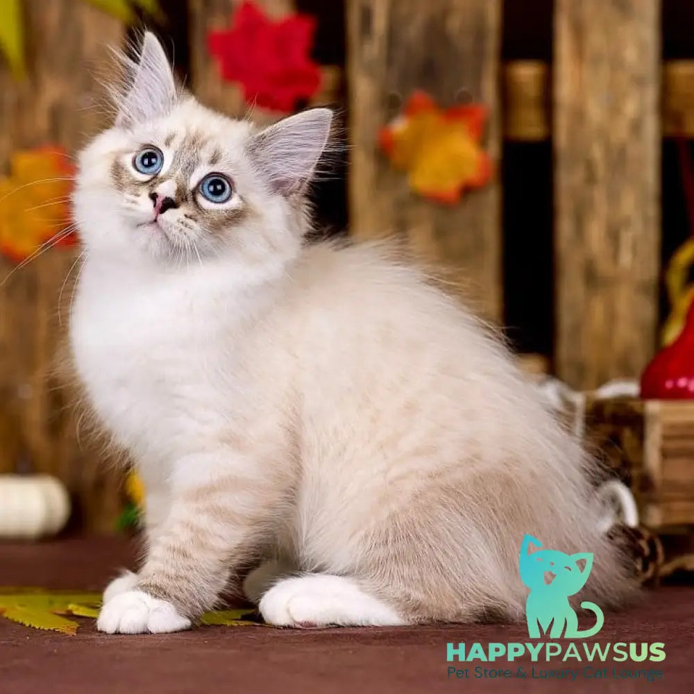 Nayel Siberian male black bicolour tabby pointed - live animals