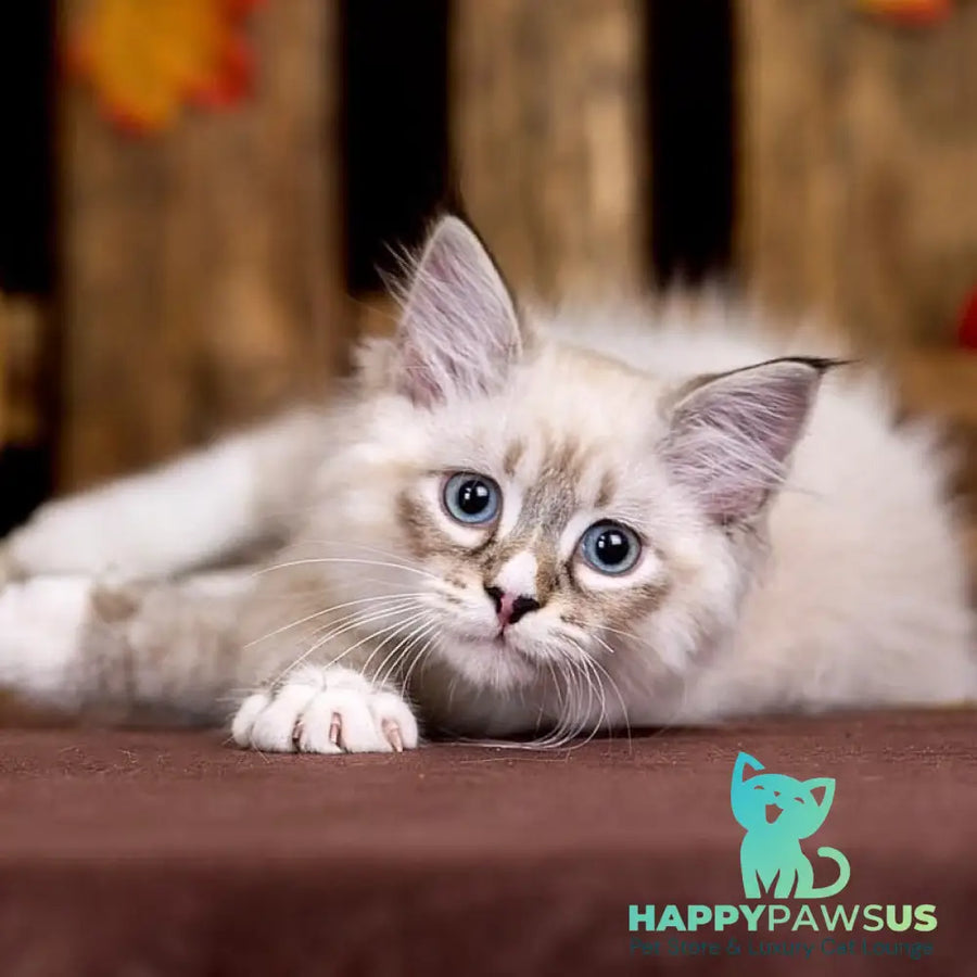 Nayel Siberian male black bicolour tabby pointed - live animals