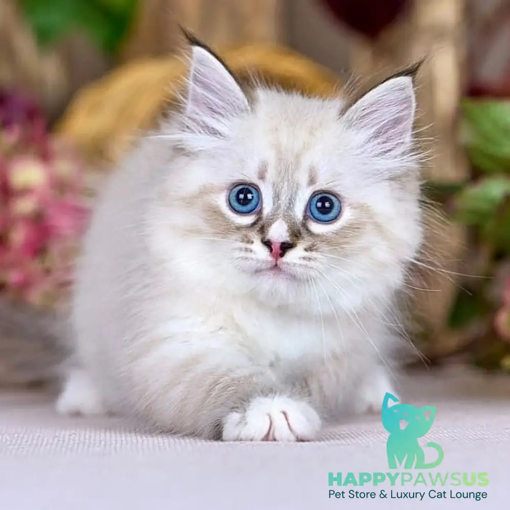 Nayel Siberian male black bicolour tabby pointed - live animals