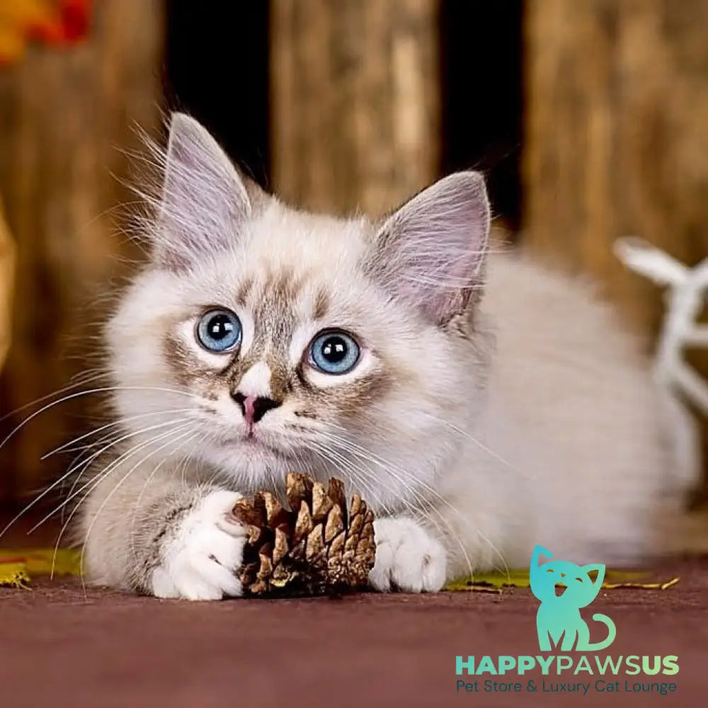 Nayel Siberian male black bicolour tabby pointed - live animals