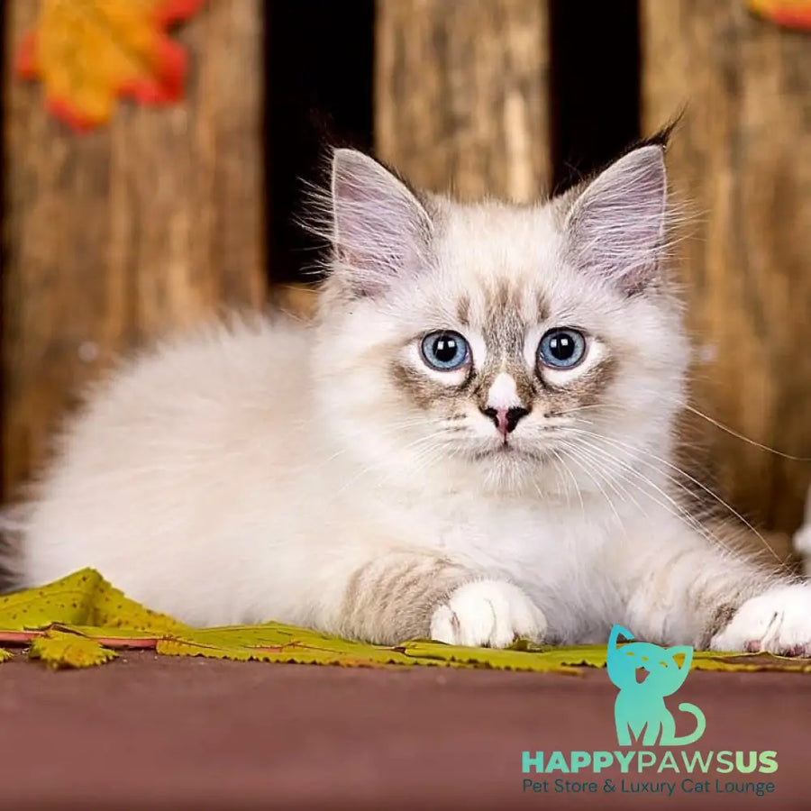 Nayel Siberian male black bicolour tabby pointed - live animals