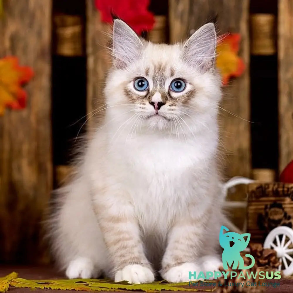 Nayel Siberian male black bicolour tabby pointed - live animals