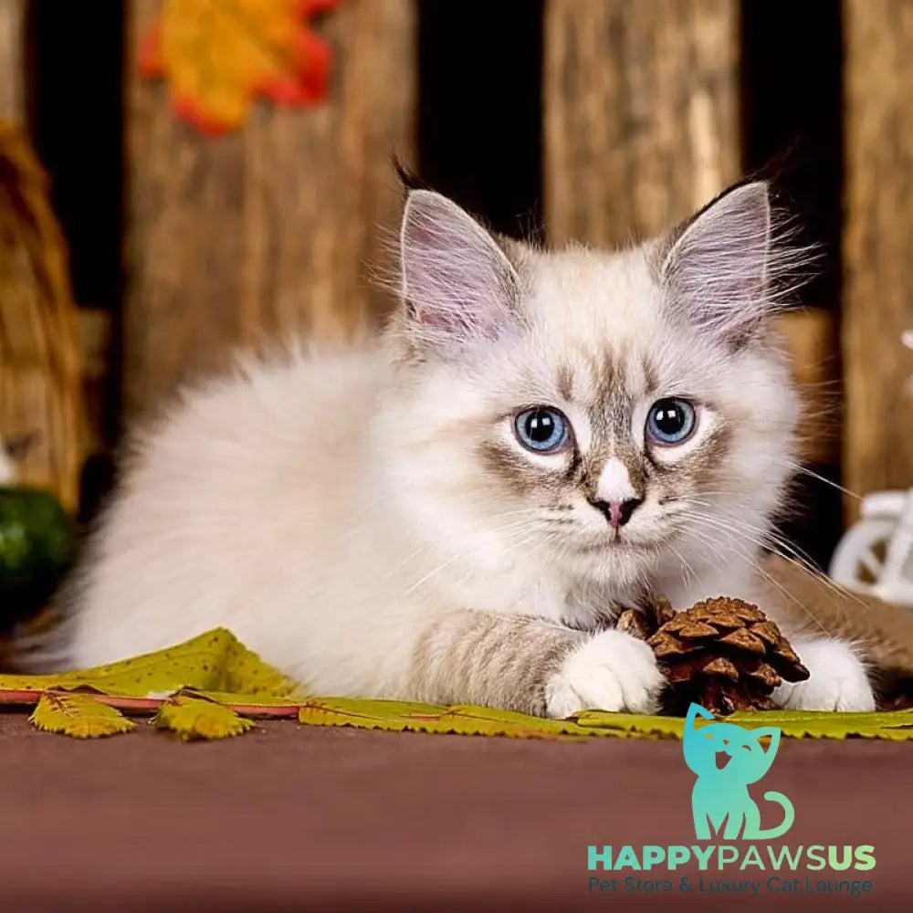 Nayel Siberian male black bicolour tabby pointed - live animals
