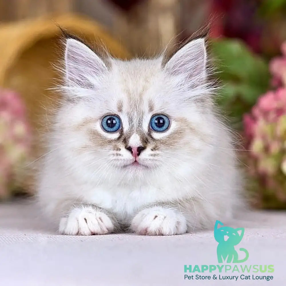 Nayel Siberian male black bicolour tabby pointed - live animals
