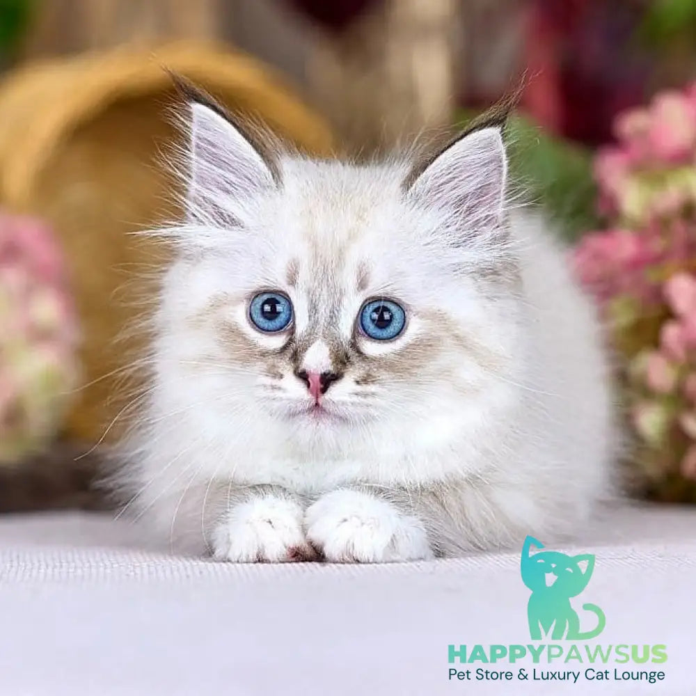 Nayel Siberian male black bicolour tabby pointed - live animals