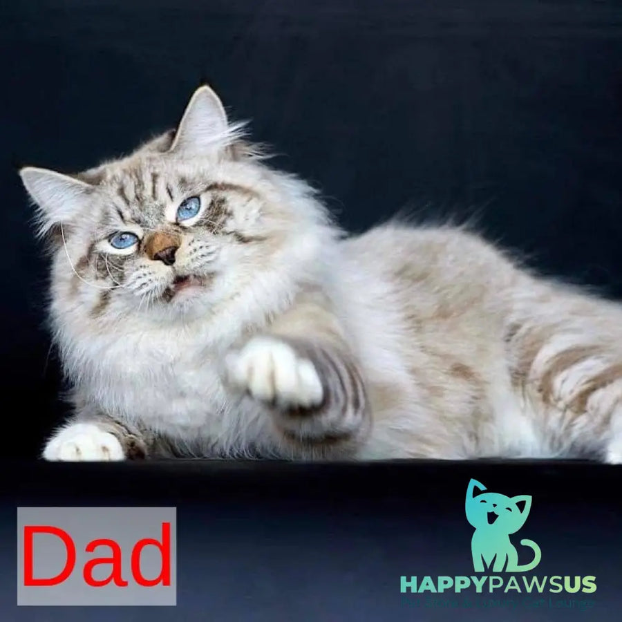 Nayel Siberian male black bicolour tabby pointed - live animals