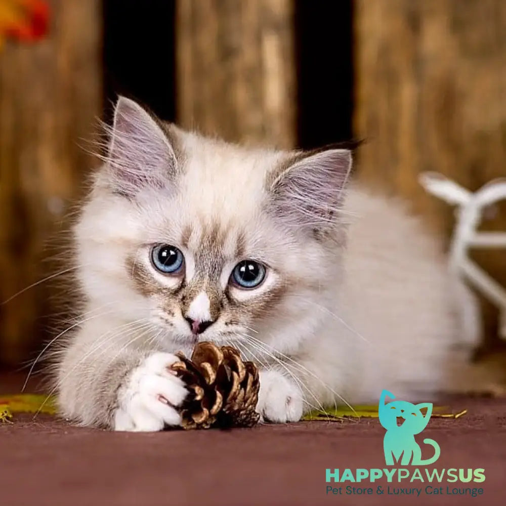 Nayel Siberian male black bicolour tabby pointed - live animals