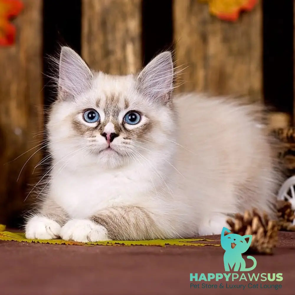 Nayel Siberian male black bicolour tabby pointed - live animals