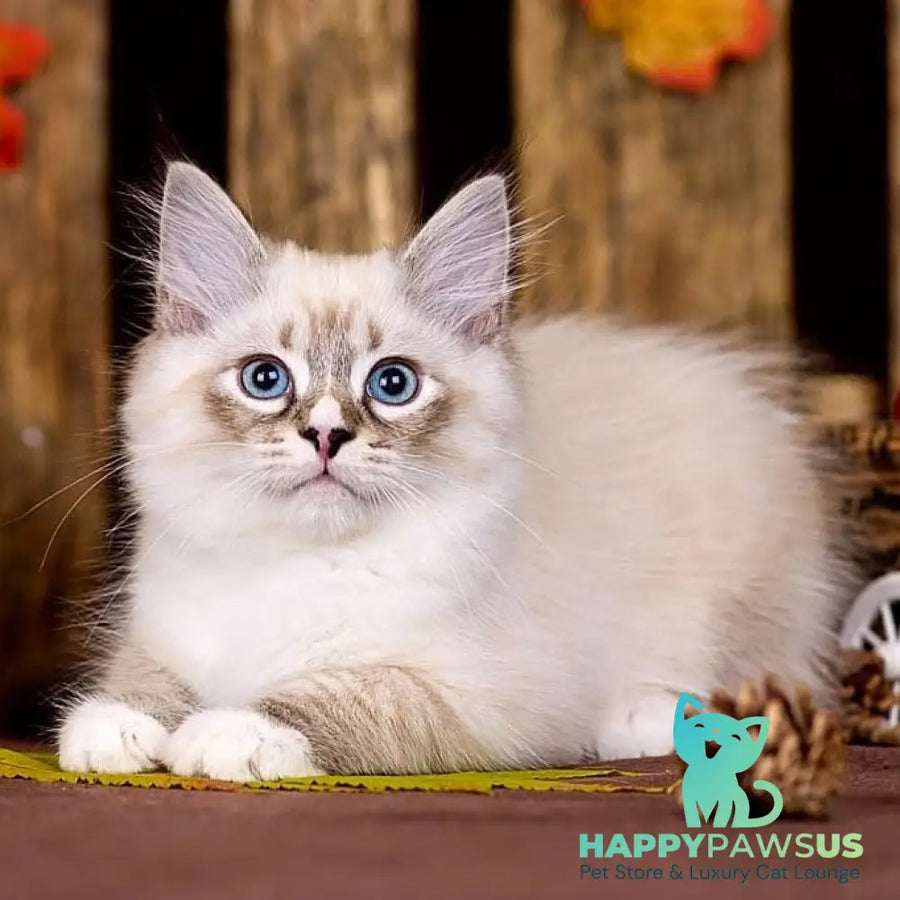 Nayel Siberian male black bicolour tabby pointed - live animals