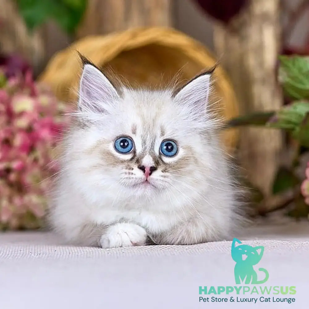 Nayel Siberian male black bicolour tabby pointed - live animals