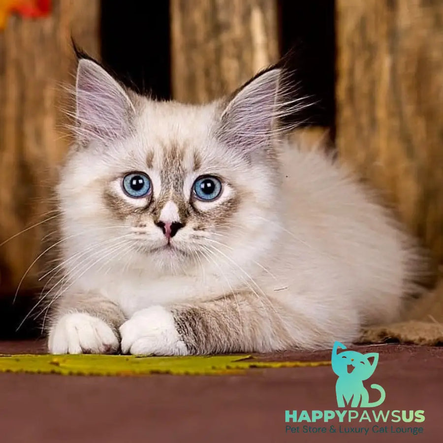 Nayel Siberian male black bicolour tabby pointed - live animals