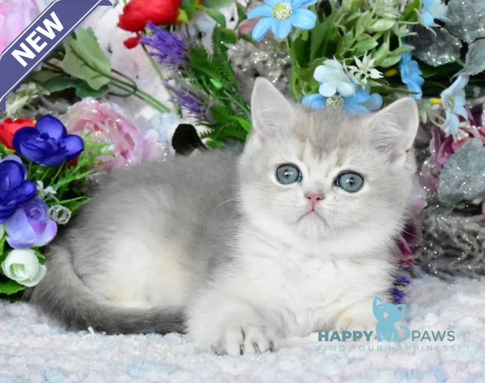 Nazar British Shorthair male blue golden shaded live animals
