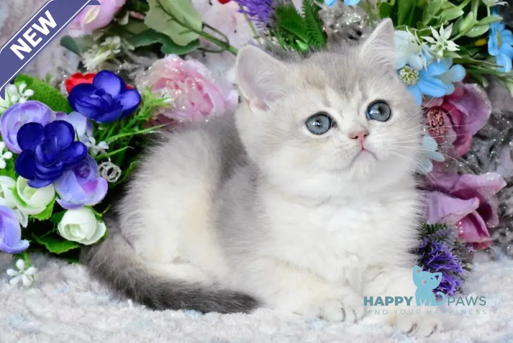 Nazar British Shorthair male blue golden shaded live animals